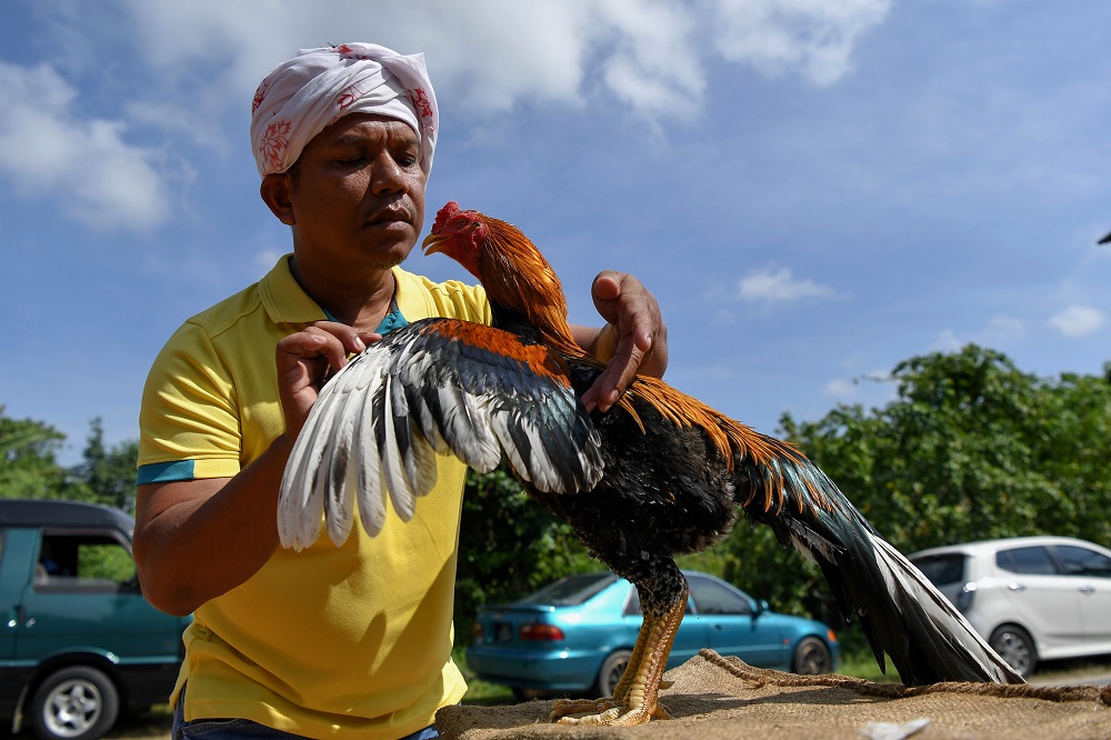 Ayam ratu kian popular di Malaysia