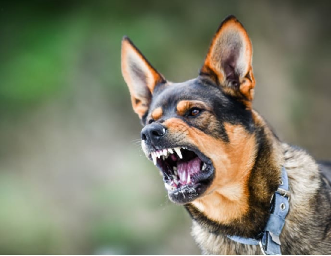 Satu lagi kes rabies direkodkan di Sarawak - UTUSAN SARAWAK