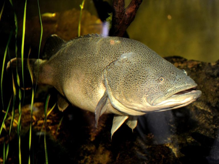 Murray Cod Background Ikan Murray Cod Australia pecah rekod selepas berenang sejauh 860 ...