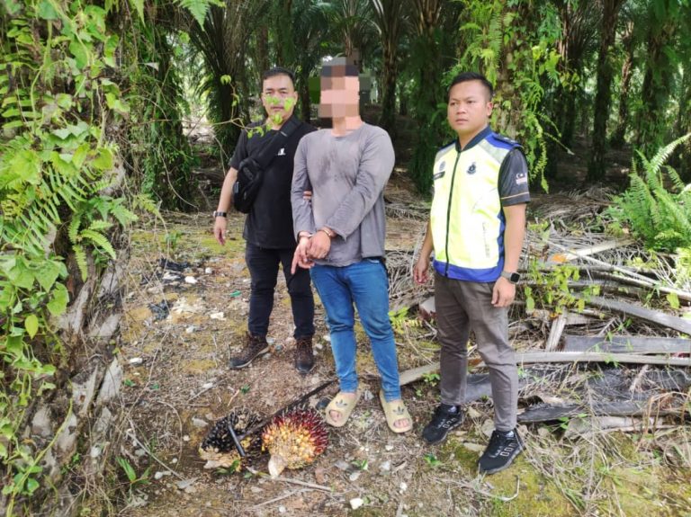 LELAKI-DITAHAN-CURI-BUAH-SAWIT-DI-LADANG-SALCRA-SARATOK-URINE-POSITIF-DADAH-pic1