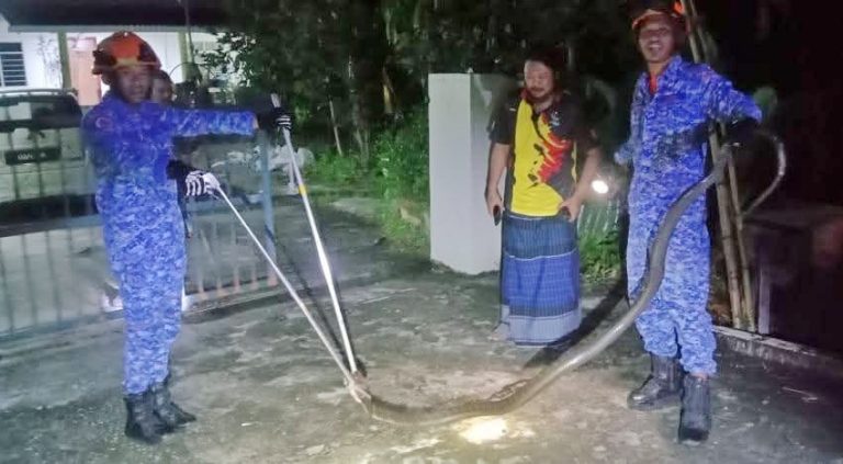 APM-SPAOH-BERJAYA-TANGKAP-ULAR-TEDUNG-SELAR-12-KAKI-DI-KAMPUNG-BUNGIN-pic2