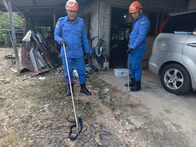 ULAR-TEDUNG-SELAR-CEROBOH-STOR-RUMAH-PENDUDUK-DI-KAMPUNG-MELAYU-LUBOK-ANTU-pic1