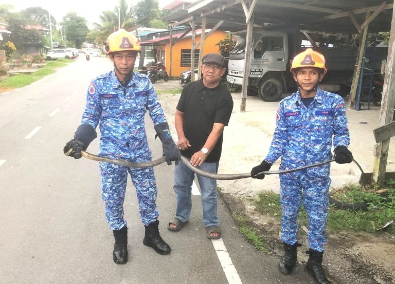 Tindakan-pantas-APM-Spaoh-berjaya-tangkap-tedung-selar-sepanjang-tujuh-kaki1-1